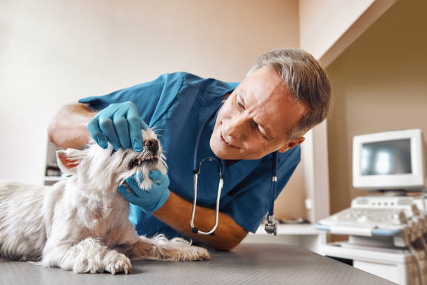 Best Same-Day Emergency Dental Services in Clear Lake, WI